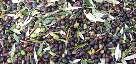 Olive oil