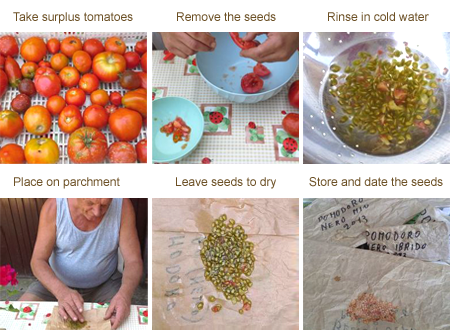 Drying tomato seeds for next year’s crop